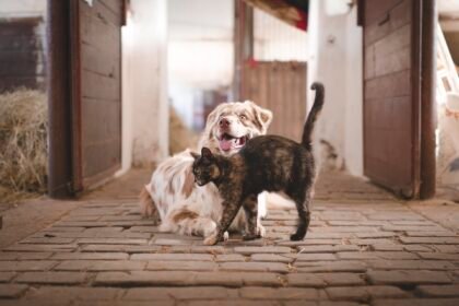 Hunde und Katzen