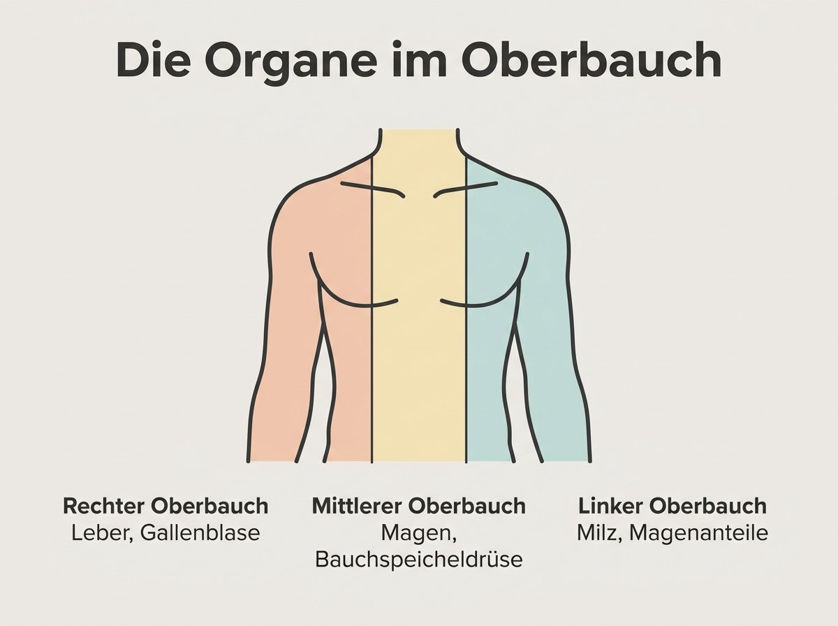 Infografik: Oberbauch nach Bereichen und ihre Organe