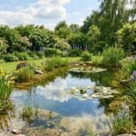 Naturnaher Gartenteich mit Wasserpflanzen und seichtem Uferbereich