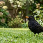 Amsel mit gelbem Schnabel auf einer Wiese im Garten