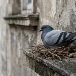 Taube sitzt auf einem Nest an einem Gebäudevorsprung
