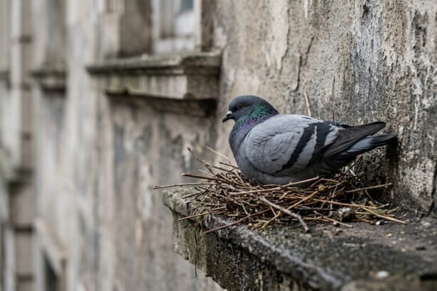Taube sitzt auf einem Nest an einem Gebäudevorsprung