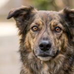 Hund schaut aufmerksam in die Kamera, Augen im Fokus