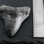 Versteinerter Haizahn auf dunklem Untergrund neben einem Maßstab