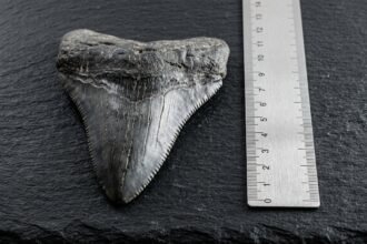 Versteinerter Haizahn auf dunklem Untergrund neben einem Maßstab