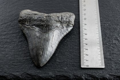 Versteinerter Haizahn auf dunklem Untergrund neben einem Maßstab