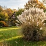 Pampasgras mit weißen Blütenwedeln im herbstlichen Garten