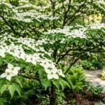 Asiatischer Blüten-Hartriegel mit weißen Hochblättern im Garten